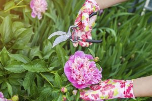Wie man nach der Blüte die Pfingstrosen richtig kümmert - Expertenberatung