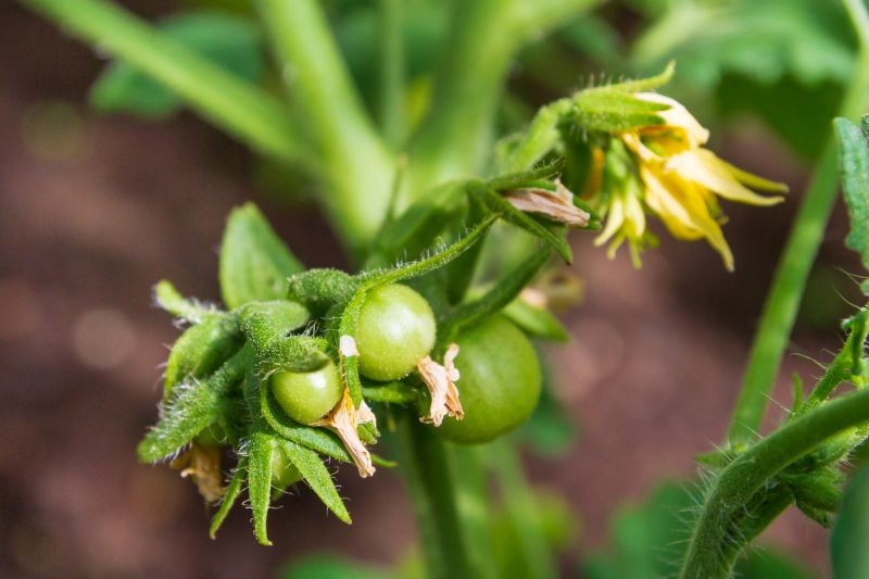 Warum lassen Tomaten Blumen fallen? Einfacher Gärtnerrat, um zu verhindern, dass Tomatenblumen fallen 