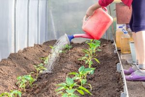 Alles über die Verwendung von Milch im Garten. Nicht alle Pflanzen tolerieren dieses natürliche Mittel.