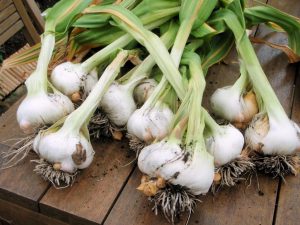 Knoblauch im Juni reagiert auf einen Fehler, tun Sie sie nicht! Eine falsche Düngung und Kopf erzeugt nicht