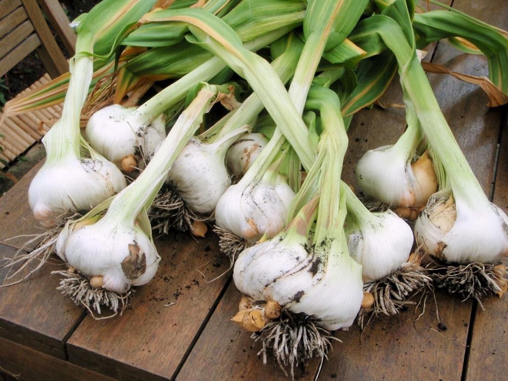 Knoblauch im Juni reagiert auf einen Fehler, tun Sie sie nicht! Eine falsche Düngung und Kopf erzeugt nicht 