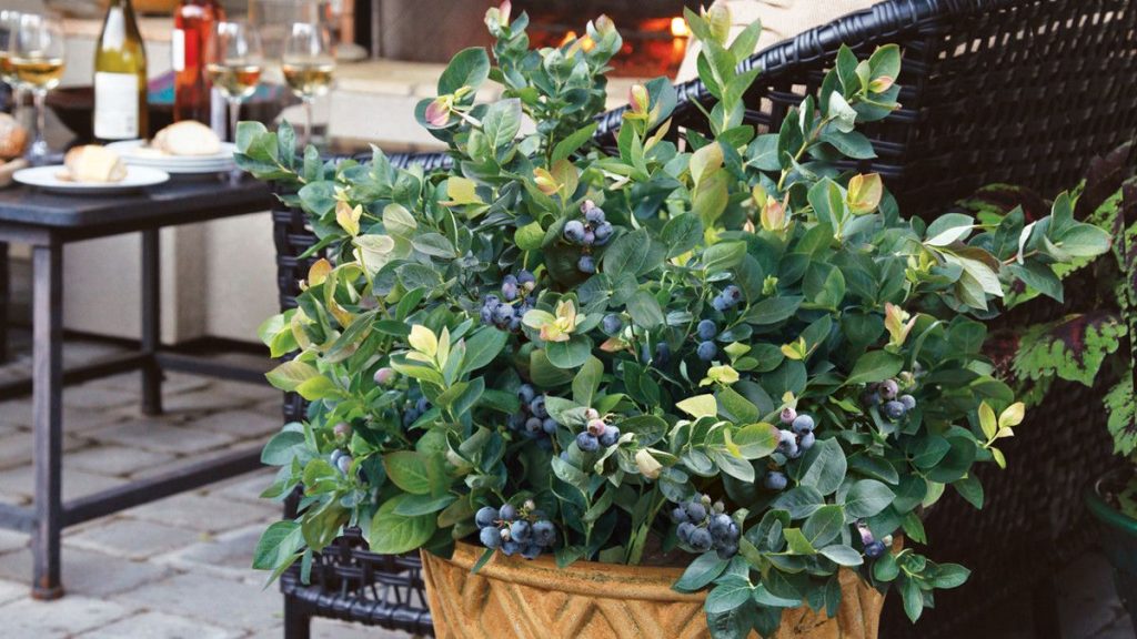 Sie können Blaubeeren auf Ihrem Balkon anbauen. Probieren Sie es aus und Sie werden viele Früchte haben.