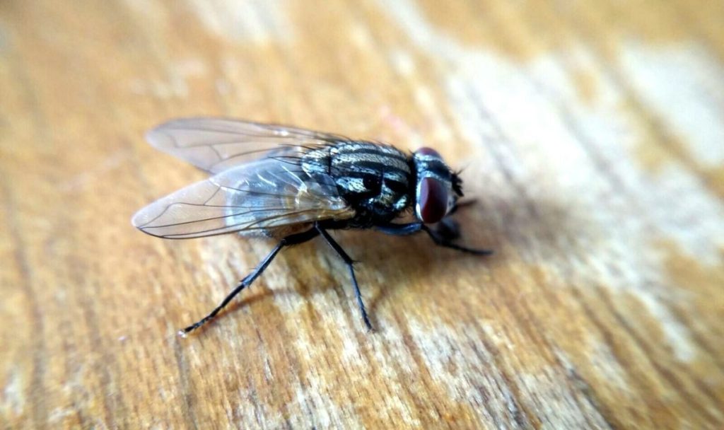 Drei zuverlässige Heimtricks, mit denen Sie Fliegen von Ihrem Zuhause loswerden können