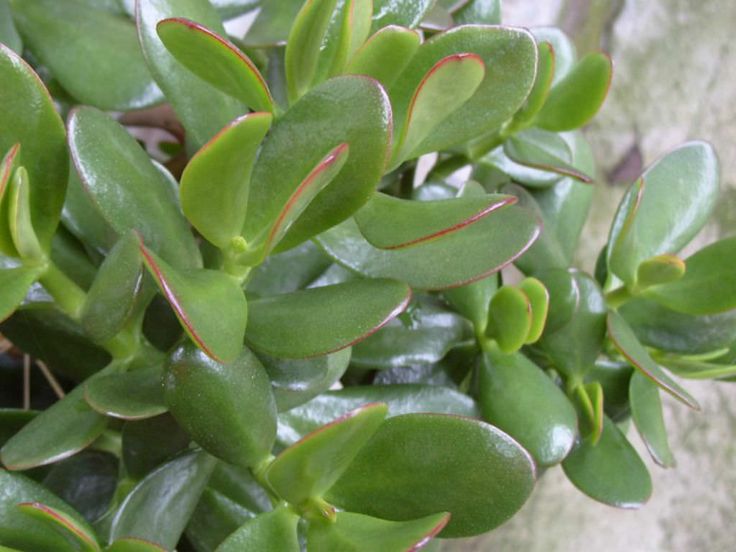 Gartenbau: Geheimnisse, um Ihre Jade -Bäume zum ersten Mal zum Blühen zu bringen