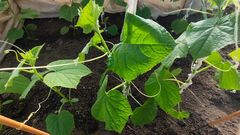 Nicht Asche oder Mullein: Wie man Anfang Juni Gurken Wasser erhält - wir ernten bis zu 7 kg Früchte aus den Büschen