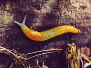 Ich habe einige von ihnen eingestuft und sie im Garten verteilt. Schnecken und Schnecken kommen auf diese Falle wie Motten auf der Flamme.