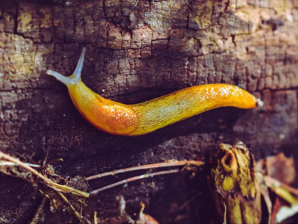 Ich habe einige von ihnen eingestuft und sie im Garten verteilt. Schnecken und Schnecken kommen auf diese Falle wie Motten auf der Flamme. 