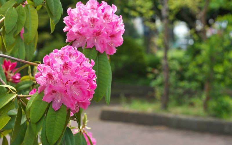 Was tun, wenn Rhododendron blühte? Ein wichtiges Verfahren zur Stärkung der Pflanze