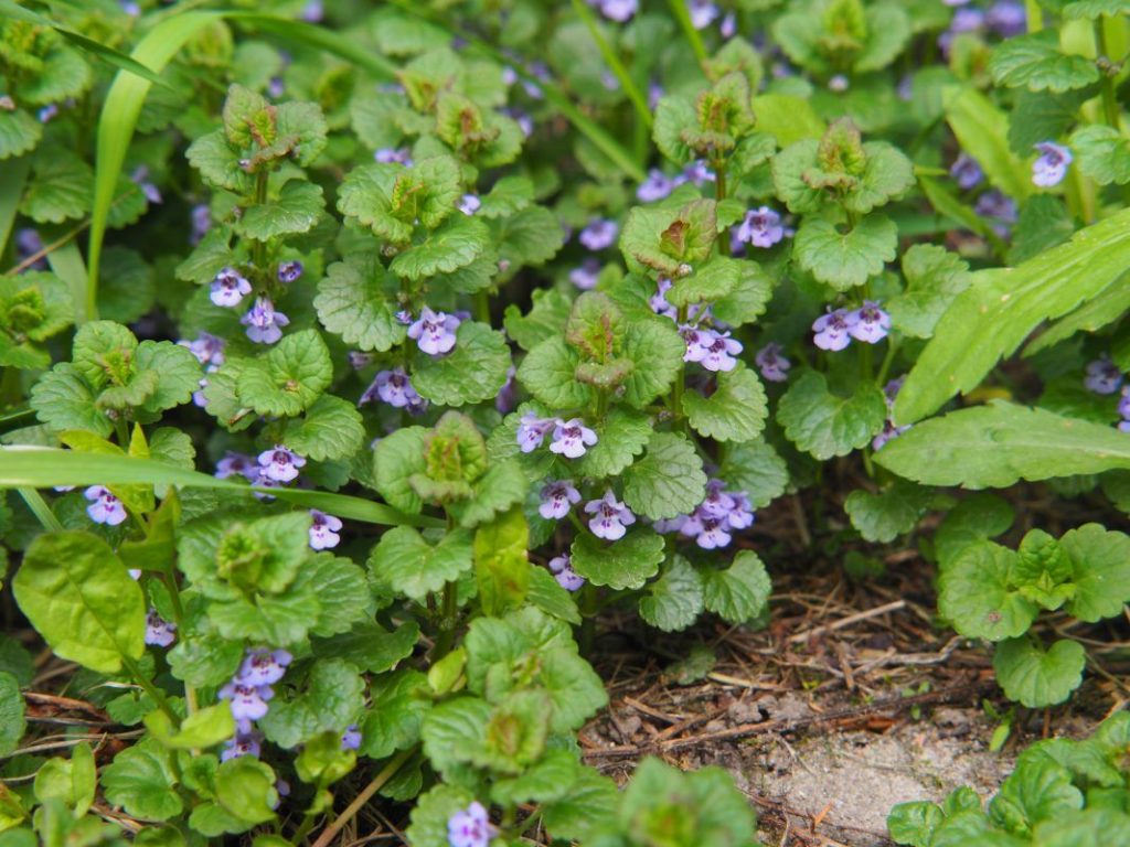 Übertreiben Sie es nicht mit dieser Pflanze: Es wird als Unkraut angesehen, aber im Juni ist es sehr nützlich, wenn Sie möchten, dass Ihr Garten blüht.