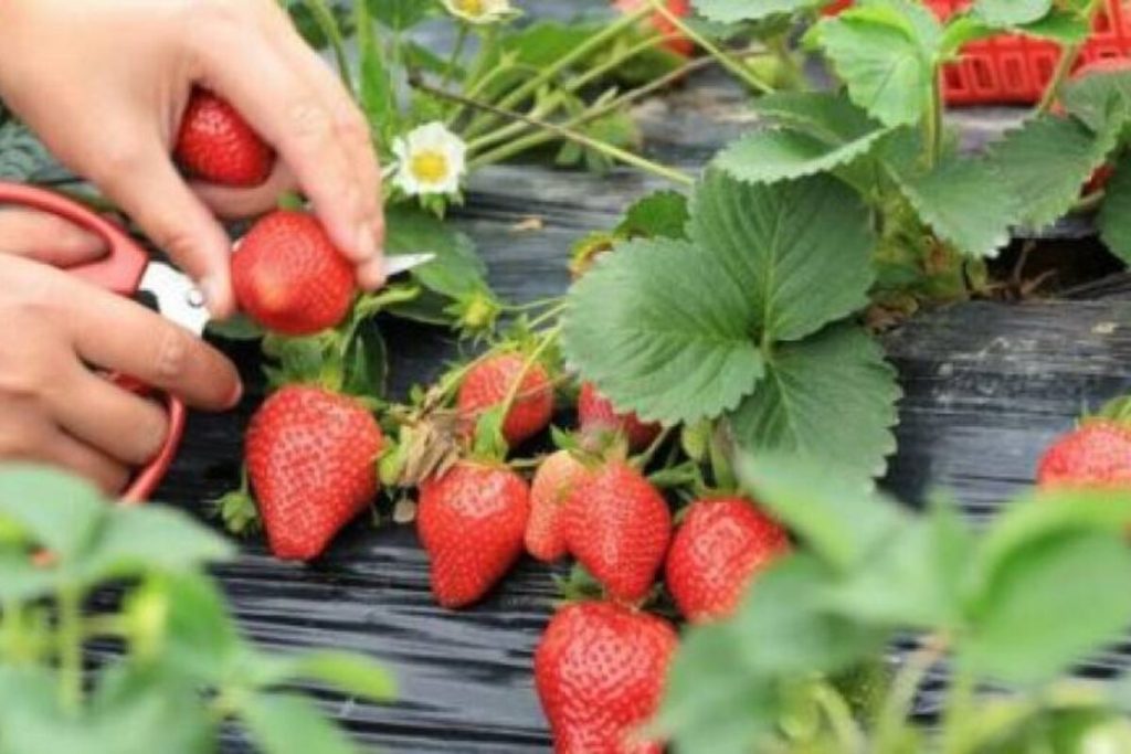 Mai Käfer ist kein Hindernis: Wie man Erdbeeren vor einem unersättlichen Schädling schützt