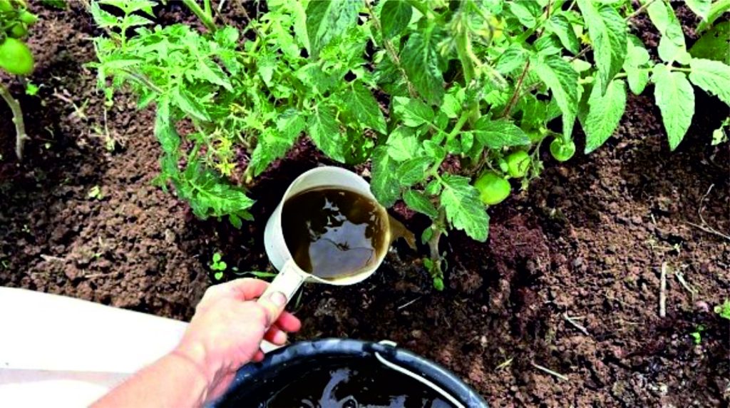 Borsäure in einem Gewächshaus: Wie man die Ernte der Tomaten nicht verbrennt und eine sichere Dosis auswählt