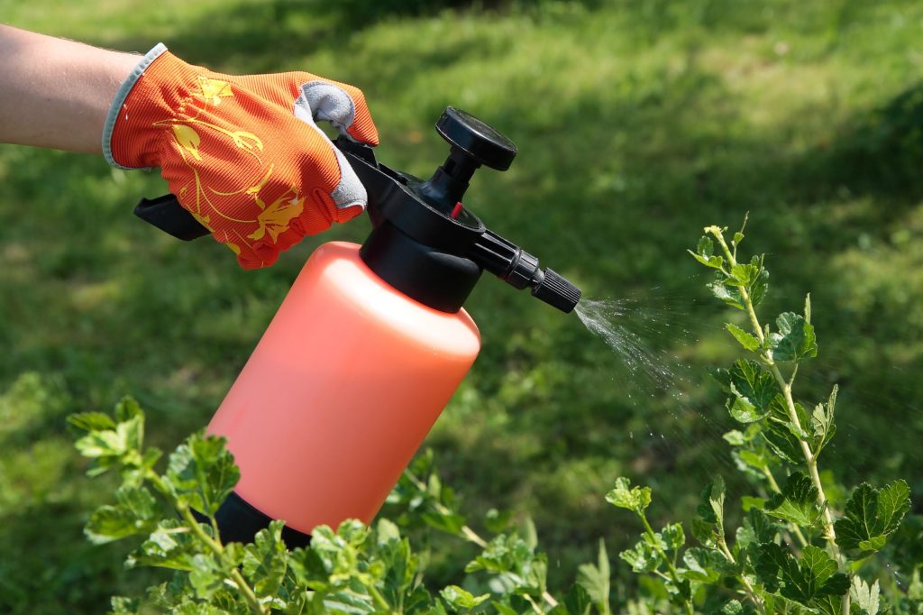 Messen Sie 2 Teelöffel für einen Liter Wasser und schießen Sie Rosen im Garten. Blattläuse versammelten sich und verschwanden ohne Spur