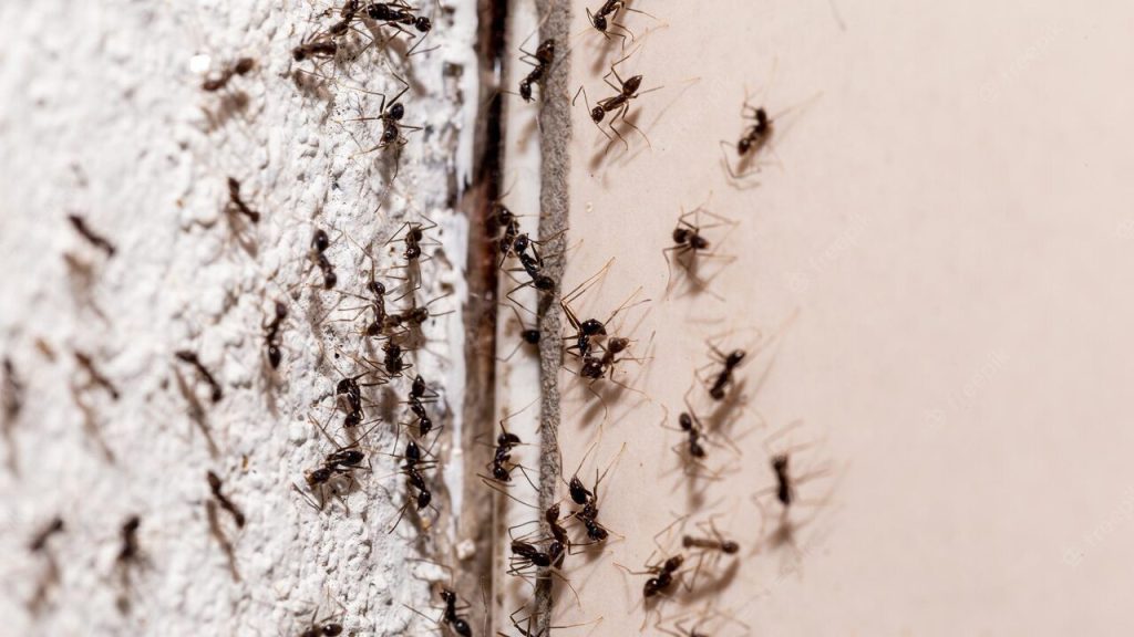 Die besten Möglichkeiten, Anthill in Ihrem Haus oder im Garten schnell und einfach loszuwerden. 