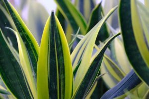 Meine Sansevieria war noch nie so grün. Ich gieße es einmal pro Woche mit diesem Dünger.