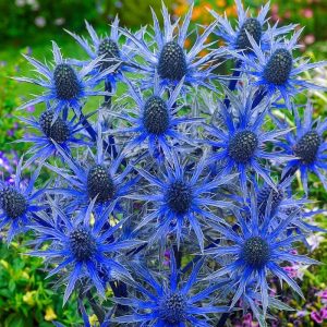 Sie können alles tun: Diese Blumen verwandeln Ihren Garten bis zum Ende des Sommers ins Paradies.