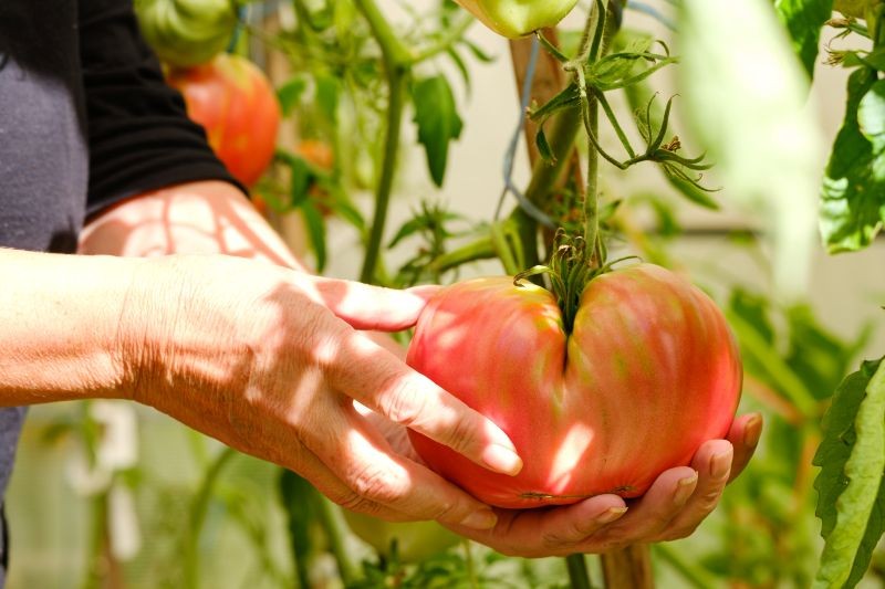 Wichtige Befruchtung von Tomaten im Juni. Für dichte Sträucher und eine reiche Ernte