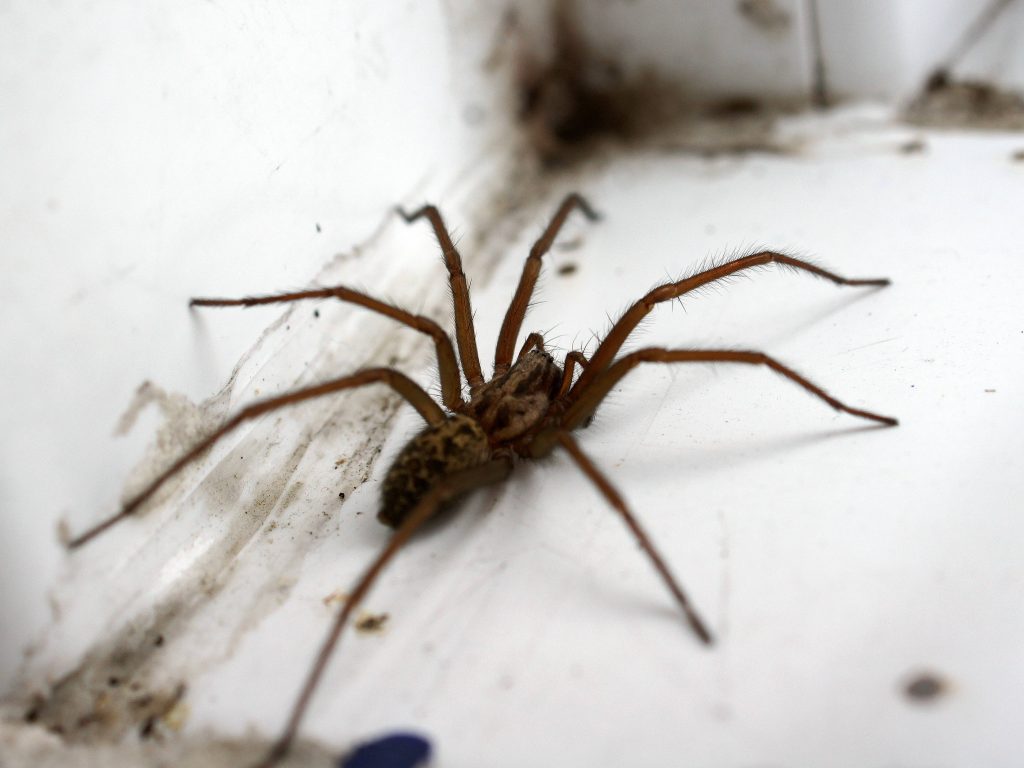 Sehr dringende Warnung, wenn Sie die Spinne, die Sie in Ihrem Haus gefunden haben, gedrängt haben: Mach es nie wieder.