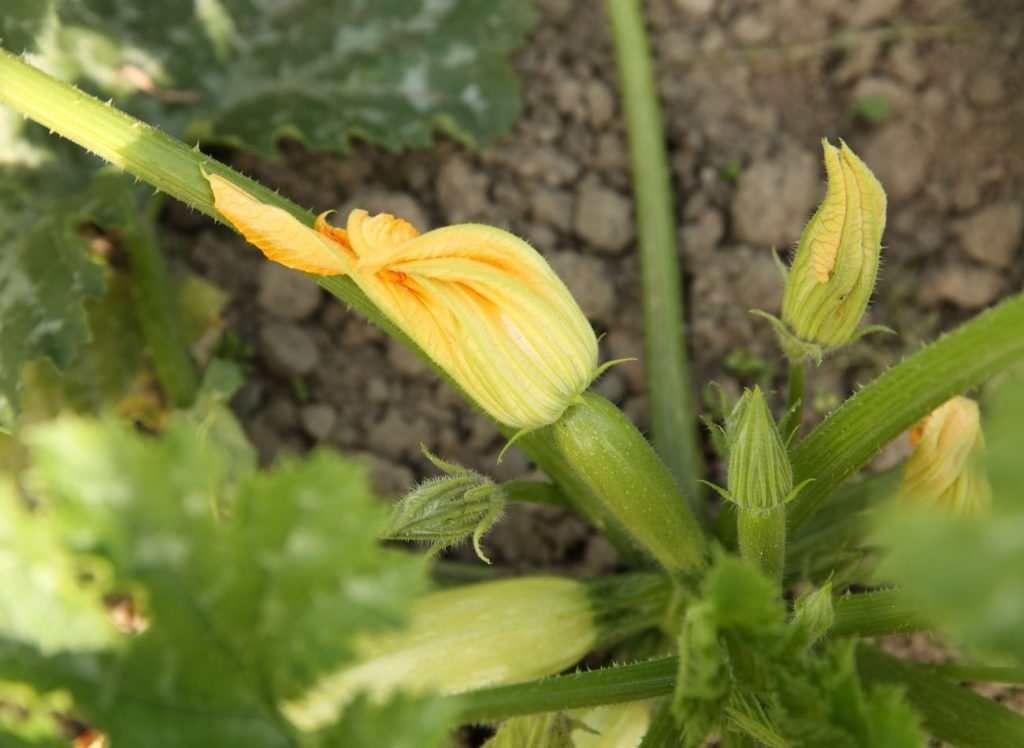 Zucchini -Fertilisation in einzelnen Wachstumsphasen. Gesunde und reiche Früchte während der gesamten Saison 