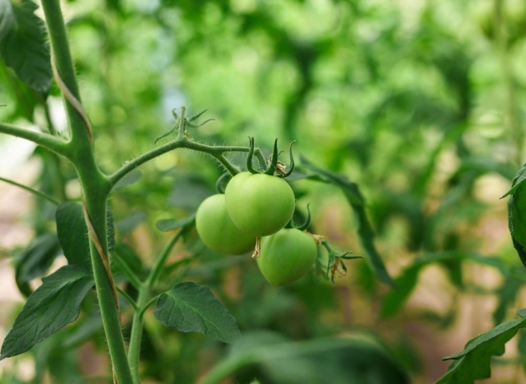 Welche Nährstoffe brauchen Tomaten? Bereiten Sie einen saisonalen Dünger aus natürlichen Zutaten vor 