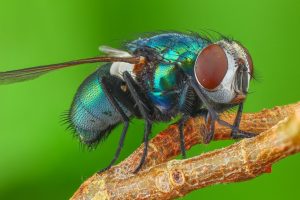 Eine zuverlässige Möglichkeit, Fliegen loszuwerden. Mischen Sie einfach zwei Zutaten. Insekten vermeiden Ihr Haus mit einem großen Bogen.