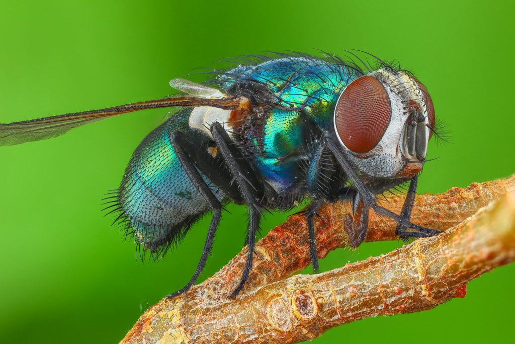 Eine zuverlässige Möglichkeit, Fliegen loszuwerden. Mischen Sie einfach zwei Zutaten. Insekten vermeiden Ihr Haus mit einem großen Bogen. 