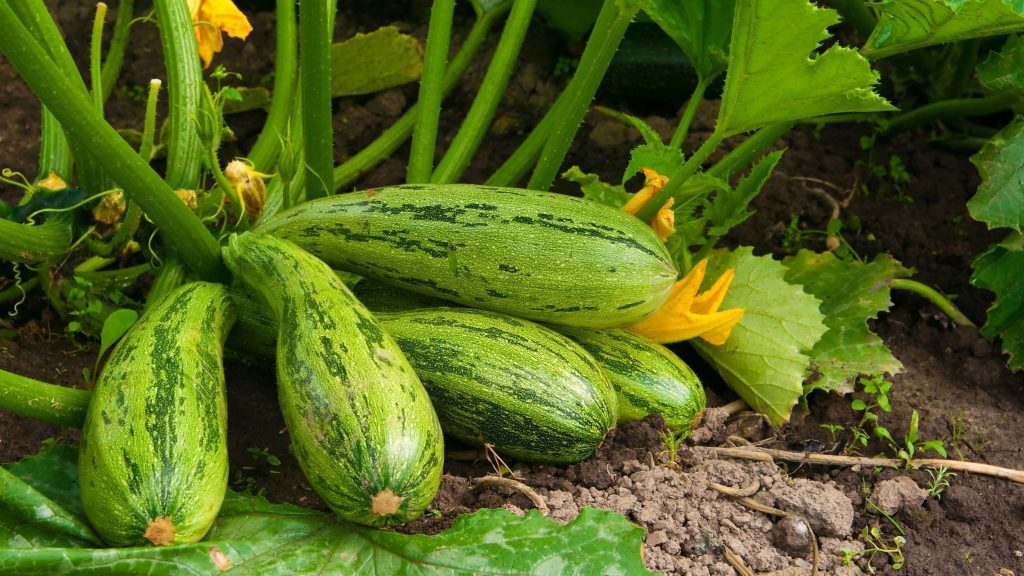 Garten im Juni: 6 Arten von Gemüse, die jetzt gesät werden müssen, um eine garantierte Ernte zu haben 
