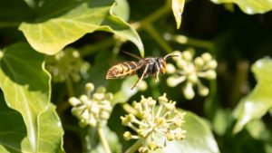 Wetten Sie diese Pflanzen nicht in Ihrem Garten. Sie ziehen die Hornissen wie einen Magneten an.