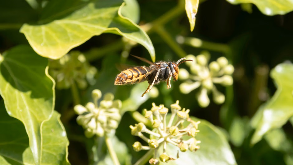 Wetten Sie diese Pflanzen nicht in Ihrem Garten. Sie ziehen die Hornissen wie einen Magneten an. 