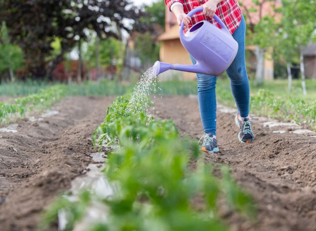 Alles über die Verwendung von Milch im Garten. Nicht alle Pflanzen tolerieren dieses natürliche Mittel.
