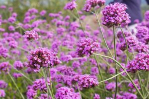 Seine Amethystenblumen schweben wie leichte Wolken im Garten. Diese mehrjährige blüht von Juni bis Herbst reichlich.