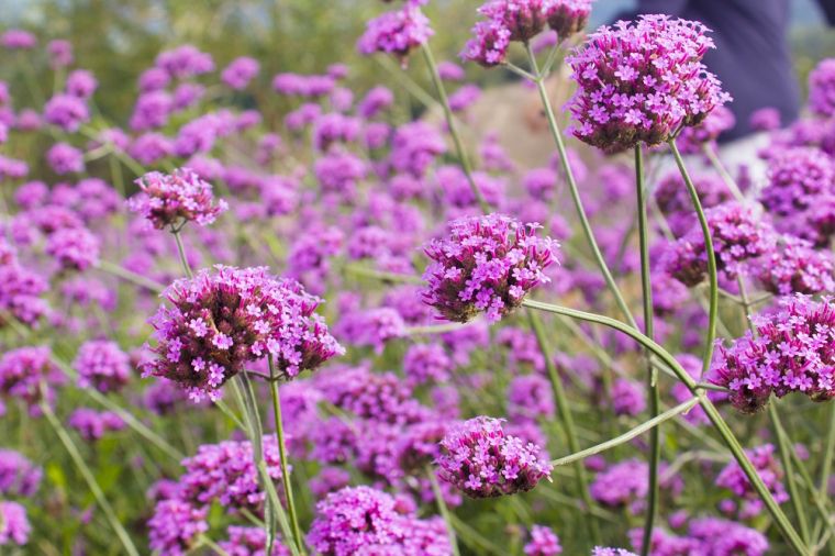 Seine Amethystenblumen schweben wie leichte Wolken im Garten. Diese mehrjährige blüht von Juni bis Herbst reichlich. 