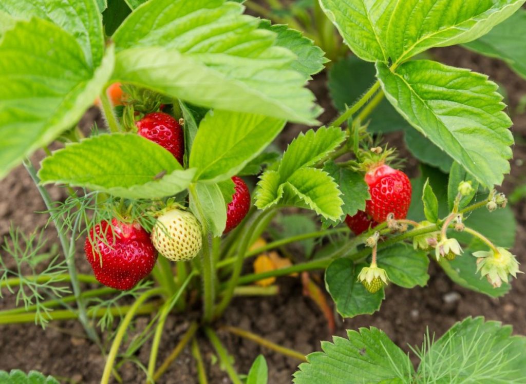 Warum sind Erdbeeren klein und sauer? Ihnen fehlt die Sonne und wichtige Nährstoffe.