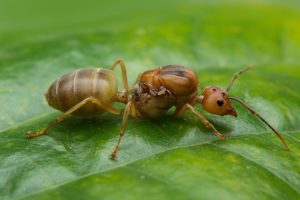 Das ist keine Fälschung! Dieses weiße Pulver tötet Ameisen ab und beschleunigt die Kompostierung