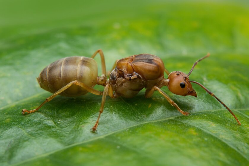 Das ist keine Fälschung! Dieses weiße Pulver tötet Ameisen ab und beschleunigt die Kompostierung 