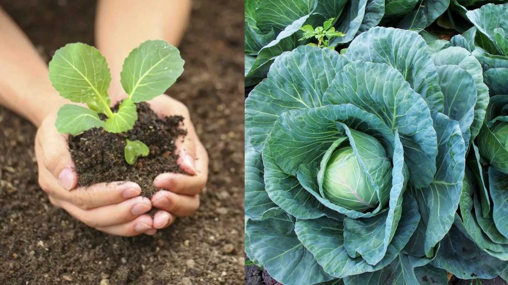 Achten Sie darauf, es in das Loch zu gießen - und der Kohl wird schneller wachsen! Bestätigt durch die Erfahrung von Gärtnern