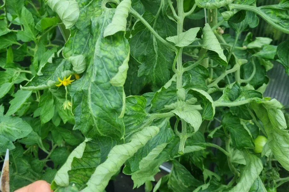 Wenn die Tomaten die Blätter kräuselt, legen Sie das Glas sofort unter den Strauch und alles glatt, die Klumpen kann nicht gestoppt werden.