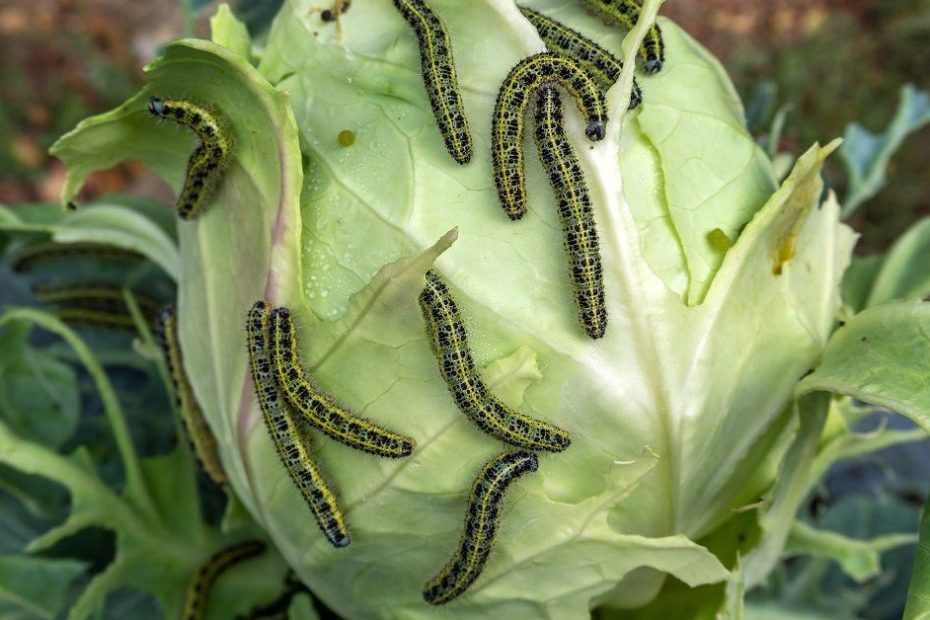 Einfache Volksmittel gegen Kohl Raupen: ohne Chemikalien und Kosten 