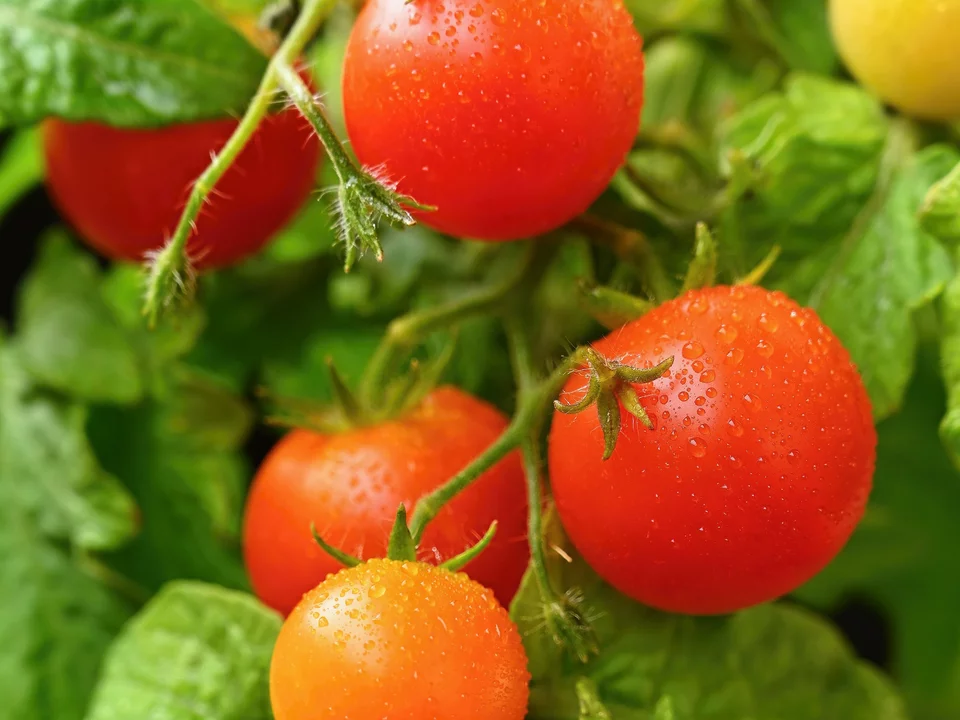 Die ersten Blumen von Tomaten weigern sich, Obst zu schaffen? Finden Sie heraus, was Sie tun sollen, um Ihre Ernte nicht zu verlieren