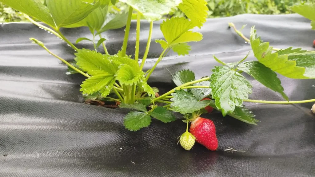 Warum sind Erdbeeren nicht geboren: die Hauptfehler und nachgewiesene Lösungen 