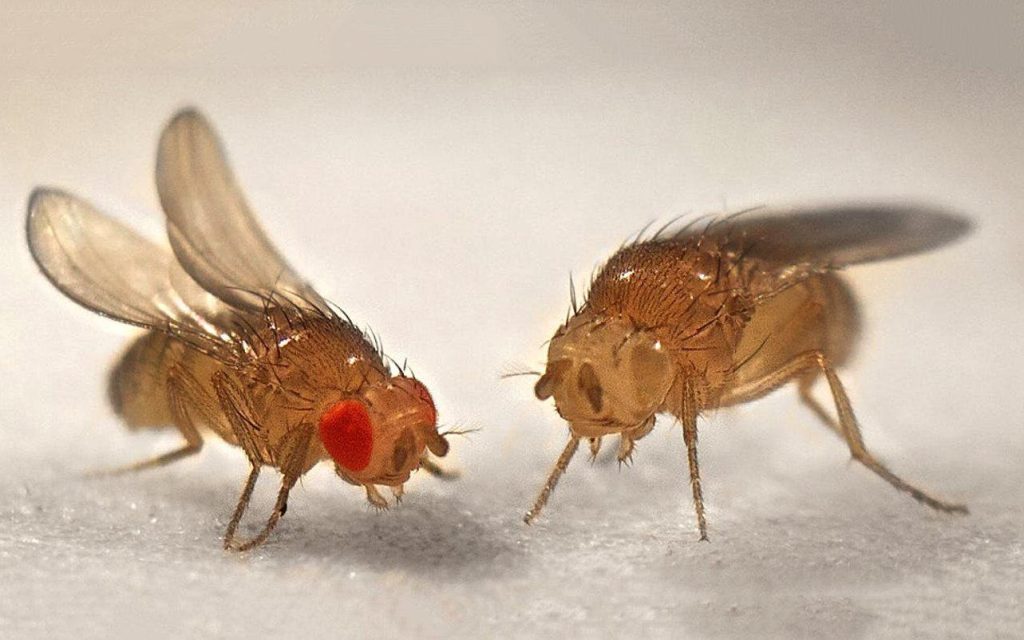 Obstfliegen werden Ihr Zuhause für immer mit einem Liter Becher und 1 Küchenobjekt verlassen