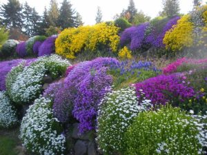 Diese dauerhaften Pflanzen tolerieren starke Sonne und Dürre - sie sind ideal für den Garten.