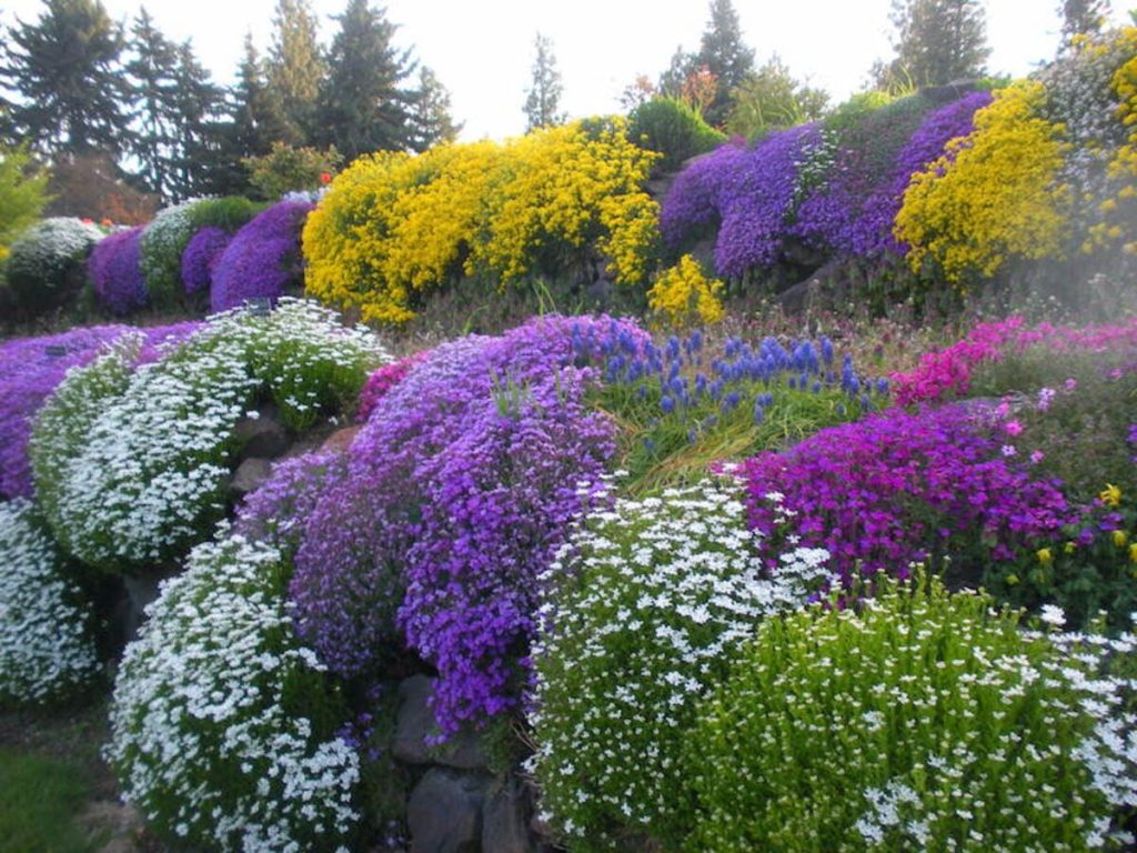Diese dauerhaften Pflanzen tolerieren starke Sonne und Dürre - sie sind ideal für den Garten. 