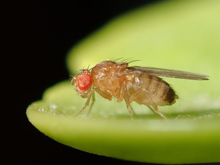 Obstfliegen werden Ihr Zuhause für immer mit einem Liter Becher und 1 Küchenobjekt verlassen 