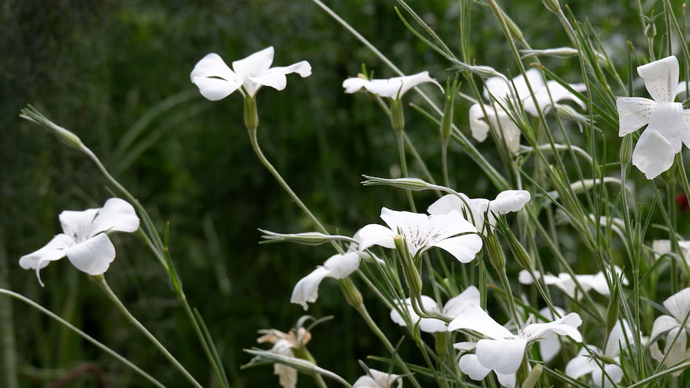 5 Blumen, die Sie im Herbst pflanzen können, um einen schönen Frühlingsgarten zu schaffen