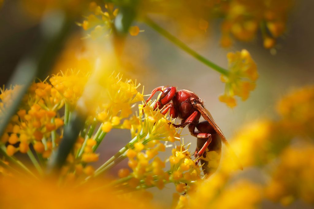 Dies ist die Pflanze, die Sie benötigen, um asiatische Hornissen aus Ihrem Garten zu entmutigen 