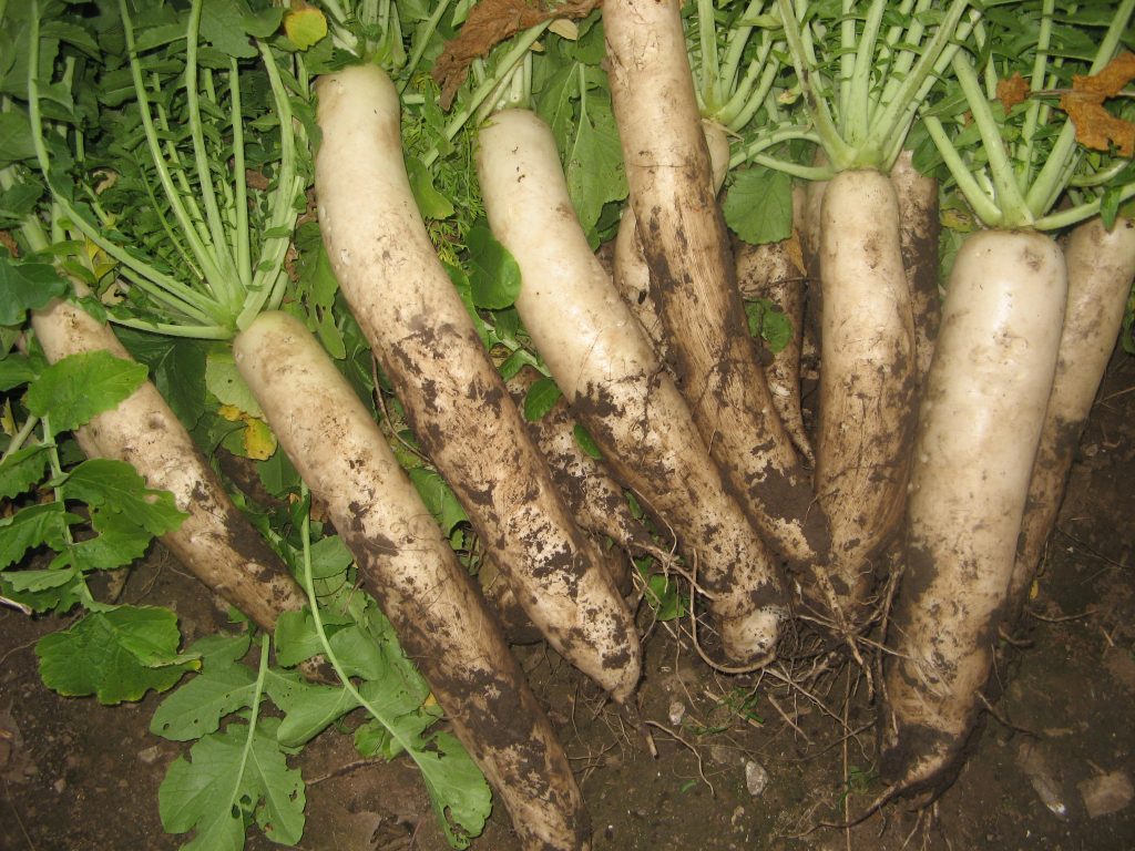 Wie man Daikon im Freiraum wächst: Pflanzdaten, Sorten und Pflege 