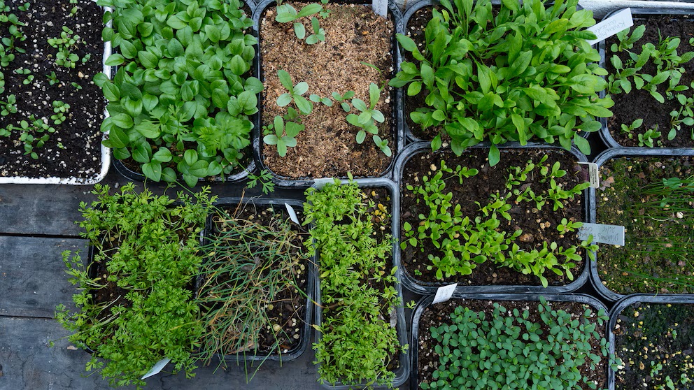 5 Blumen, die Sie im Herbst pflanzen können, um einen schönen Frühlingsgarten zu schaffen