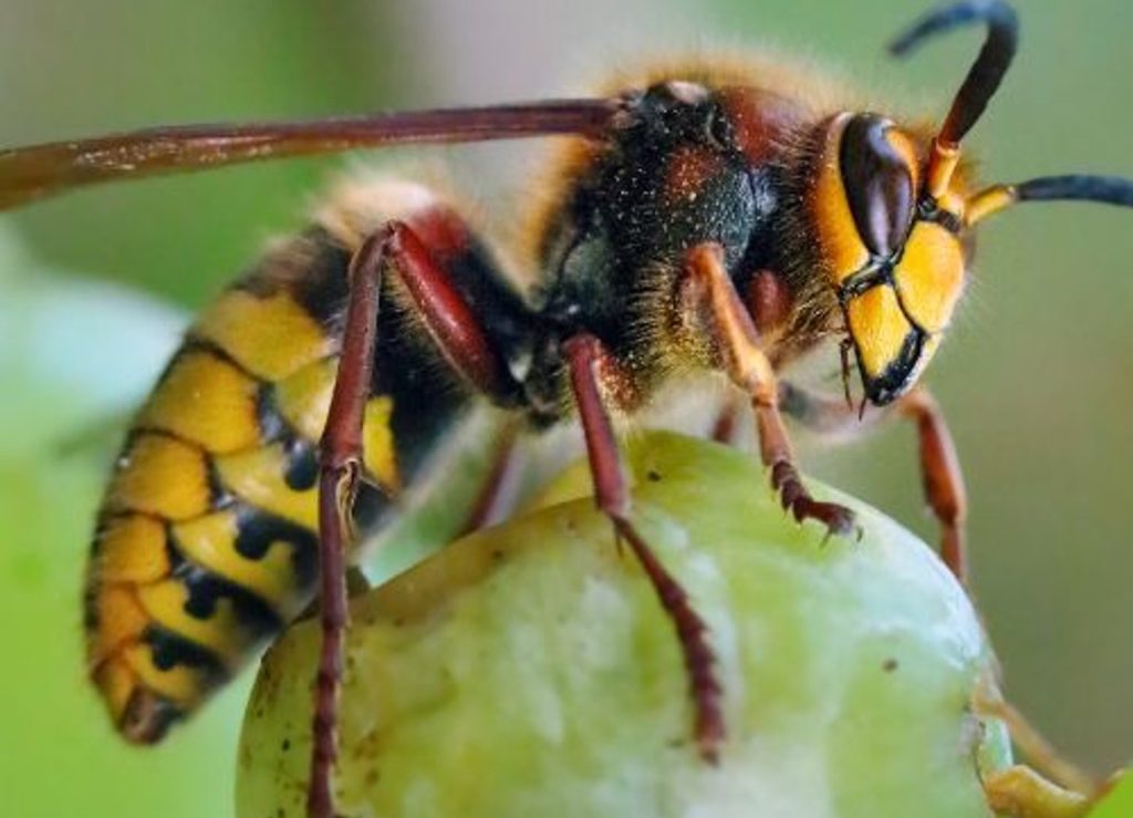 Das Schlimmste, was Sie in Ihrem Garten pflanzen können: Es wird viele Hornissen geben