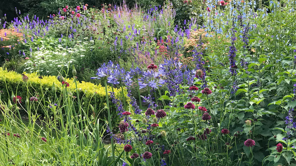 5 Blumen, die Sie im Herbst pflanzen können, um einen schönen Frühlingsgarten zu schaffen