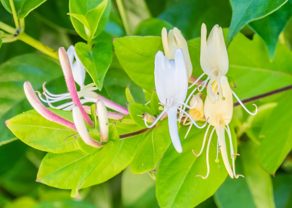 Dies ist ein Gartenstar: Sie alle wetten ihn als Hecke, aber nur wenige wissen, dass seine Blumen auch Wunder können.